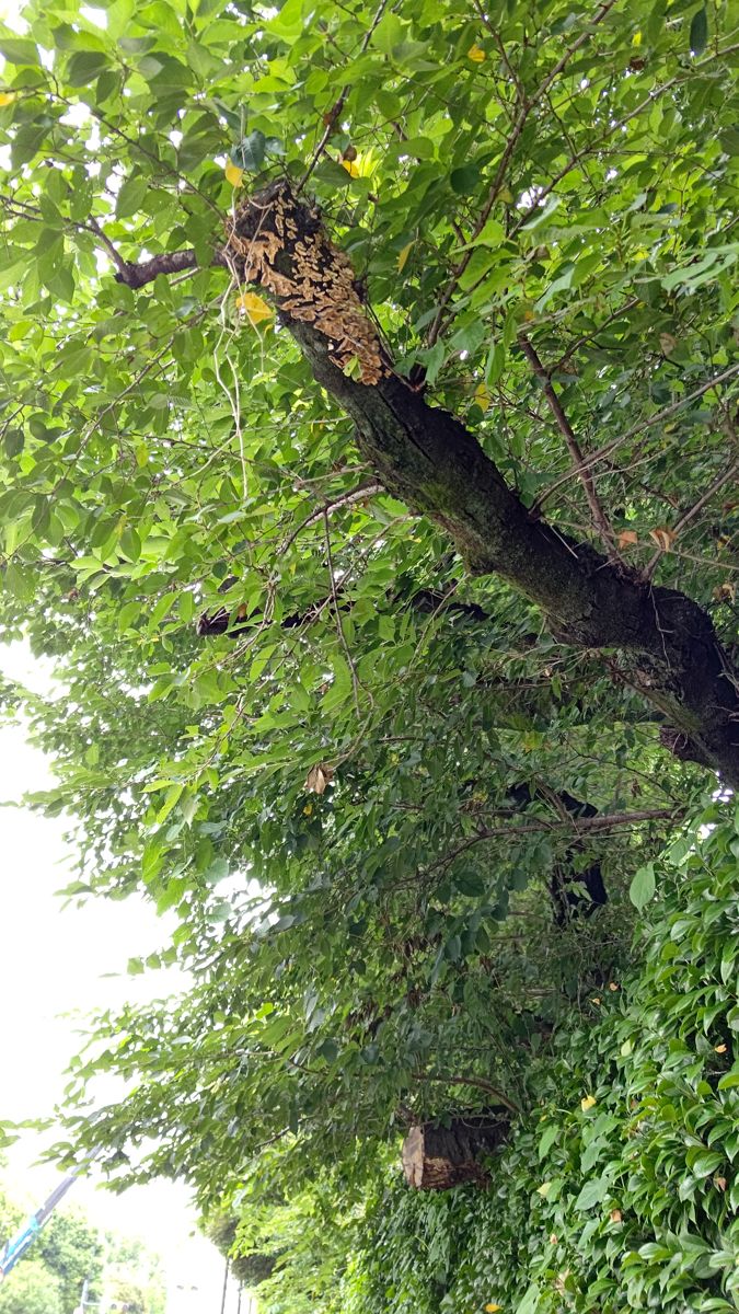 見上げた枝の先端に、切った跡が朽ちて穴だらけになった部分がある