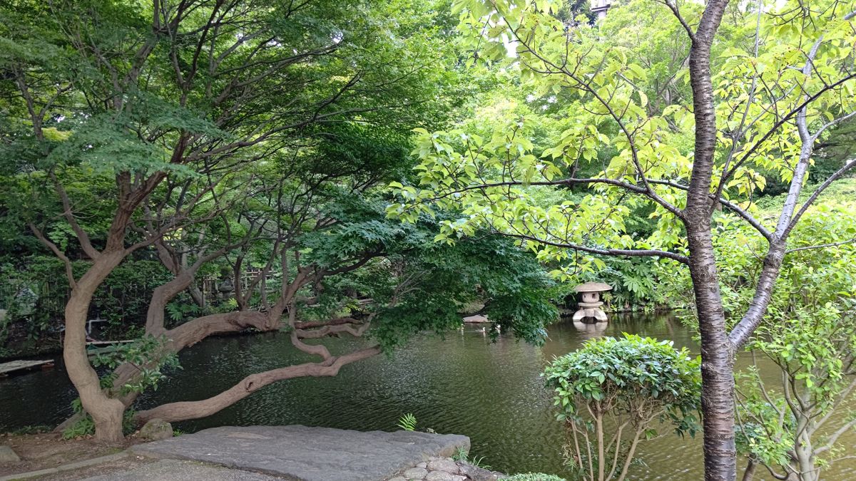 池のほとりに枝を低く張ったモミジと松、奥に石灯籠と茂った木々