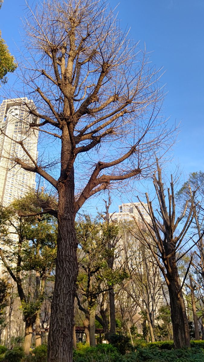 枝先を切り詰められ、切り口から細い枝がほうき状に伸びた木。奥に高層ビル